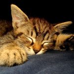 Der Schlaf der Samtpfoten: Warum Katzen so viel schlafen und wie viel Ruhe sie wirklich brauchen