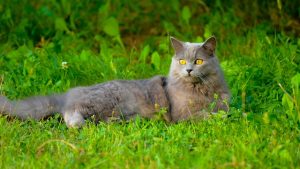 Chartreux Katze