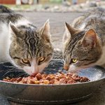 Die optimale Ernährung für Katzen: Fütterungstipps und gesunde Nahrungsmittel