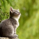 Sichere Samtpfoten: Wie man ängstlichen Katzen helfen kann, sich wohl und sicher zu fühlen