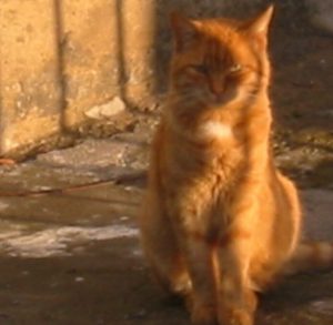 orange katze