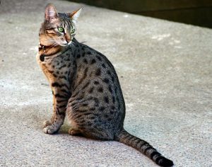 Egyptian_Mau_Bronze
