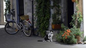 Katzennamen