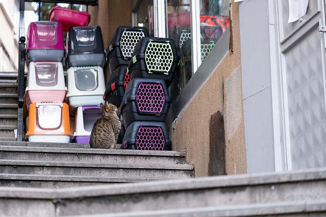 Katzenkoerbe und Katze auf Treppe