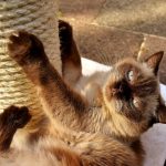 Tipps für die Auswahl des richtigen Katzenkratzbaums: Komfort und Spaß für Ihre Katze