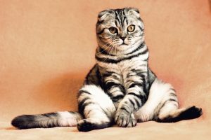 Katzennamen