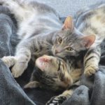 Katzentaktiken entschlüsselt: Warum Katzen lecken und beißen und was es bedeutet